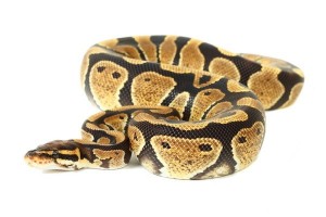 Python regius, vanilla